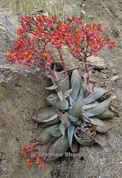 dudleya cymosa ssp cymosa 2 graphic